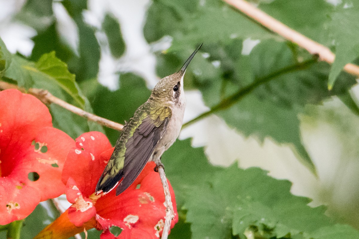 Ruby-throated Hummingbird - ML178730981