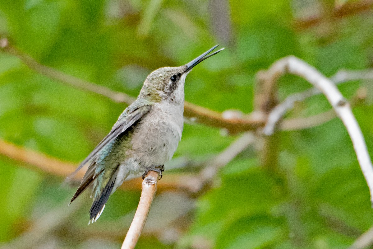 Ruby-throated Hummingbird - ML178730991