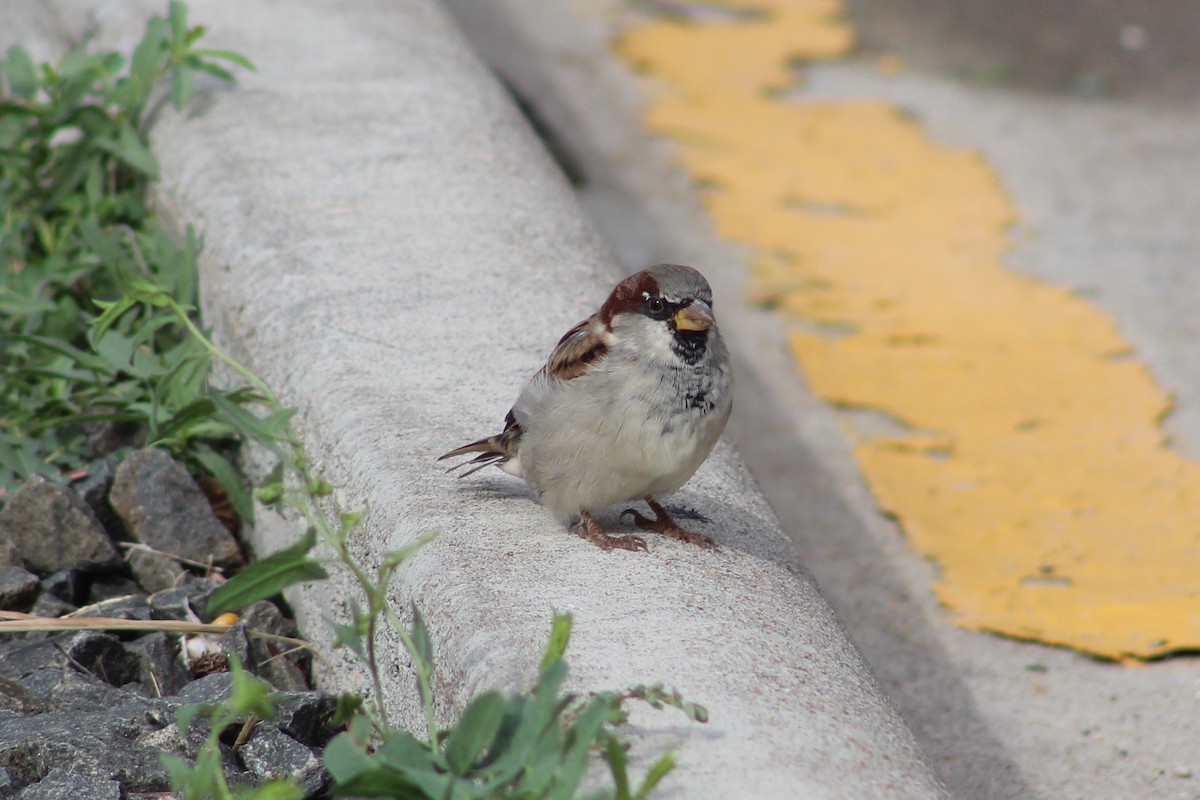 House Sparrow - ML178733161