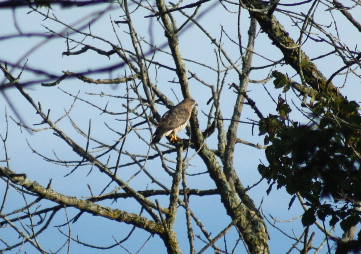 Broad-winged Hawk - ML178733521