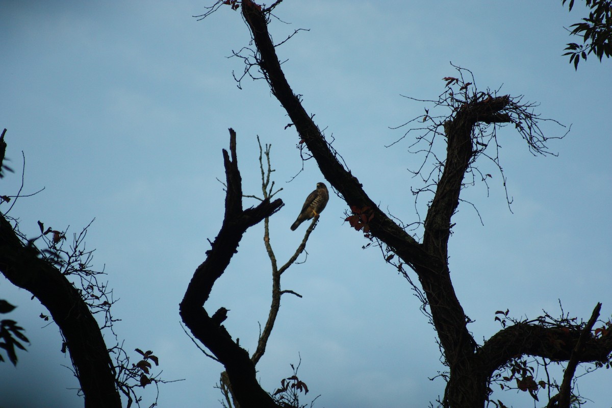 Broad-winged Hawk - ML178733611