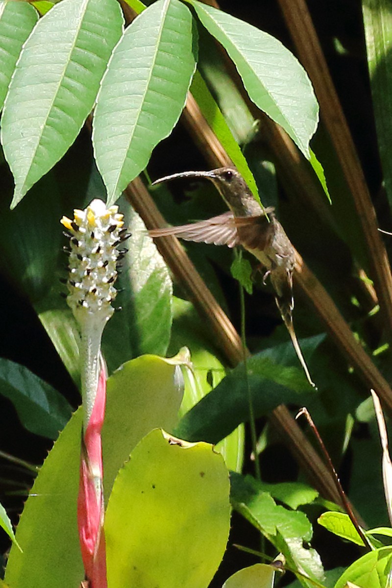 kolibřík běloknírkový - ML178734141