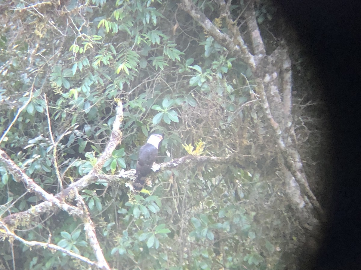 Black-and-white Hawk-Eagle - logan kahle