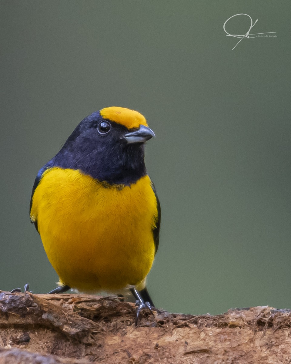 Orange-bellied Euphonia - ML178739091