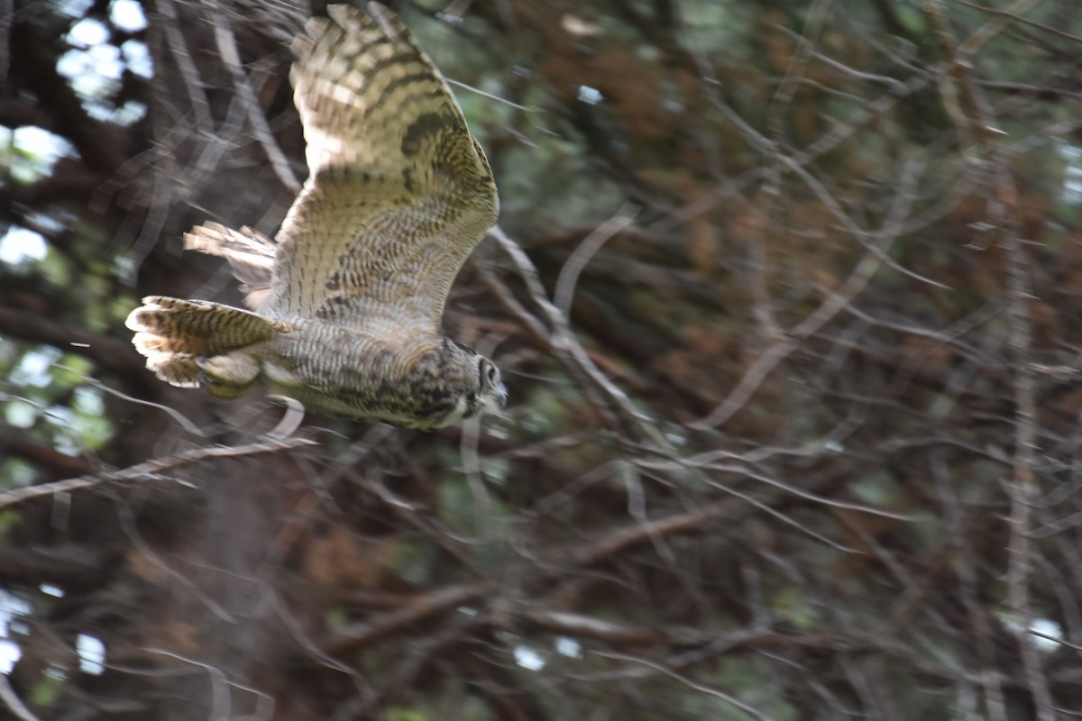 Great Horned Owl - ML178739361