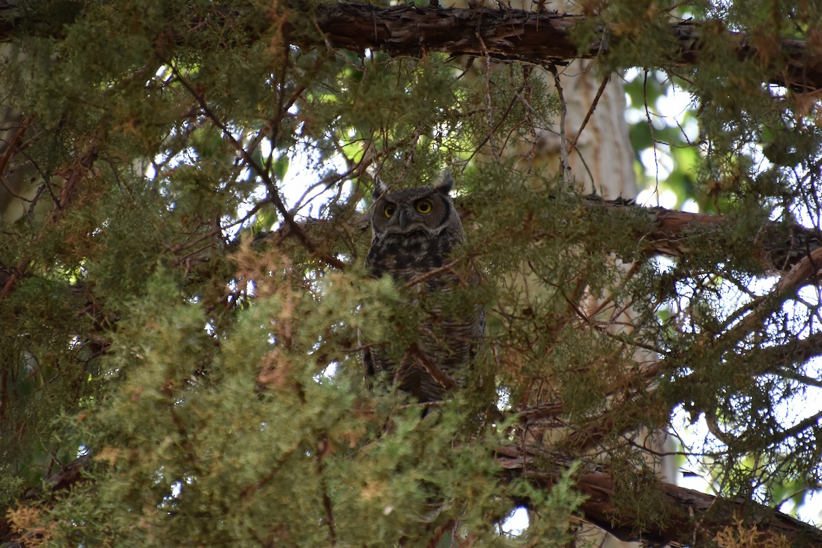 Great Horned Owl - ML178739401