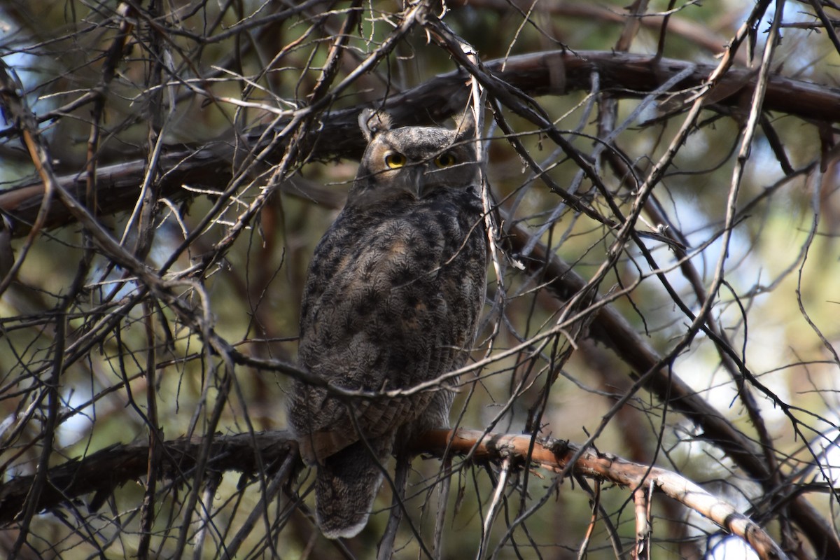 Great Horned Owl - ML178739411