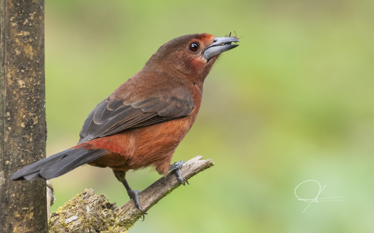 Silver-beaked Tanager - ML178739871