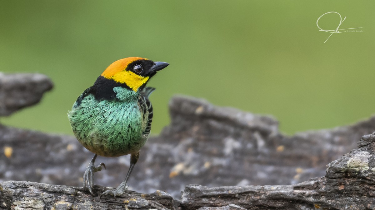 Saffron-crowned Tanager - Alfredo Cornejo