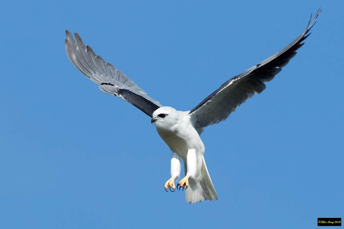 Black-shouldered Kite - David Irving