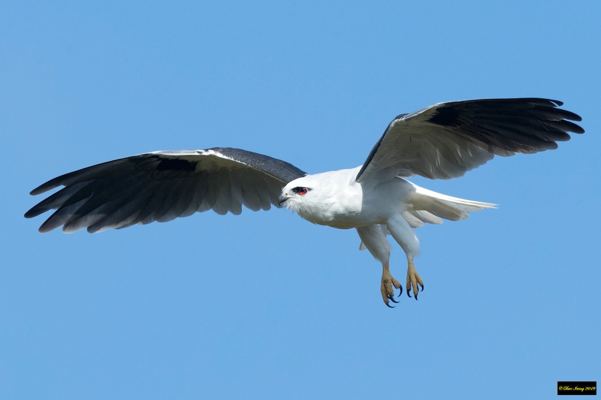 Black-shouldered Kite - David Irving