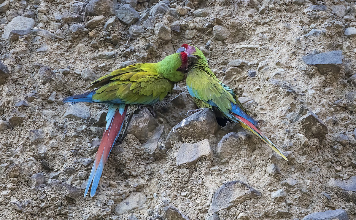 Military Macaw - Andrés Posada