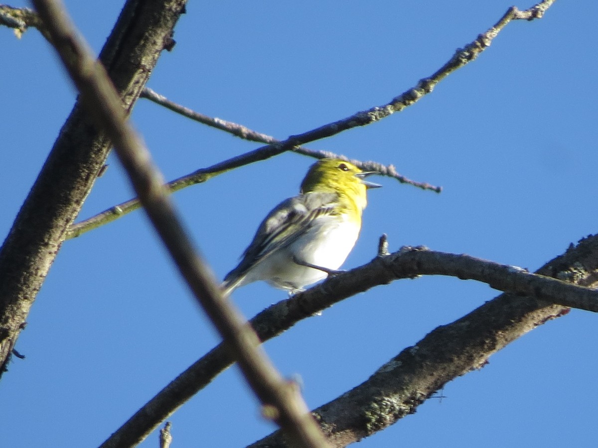 Vireo Gorjiamarillo - ML178743291