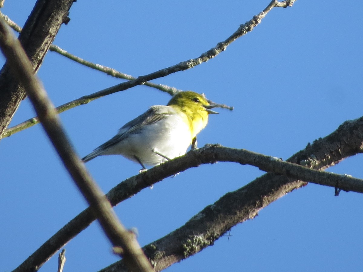 Viréo à gorge jaune - ML178743301