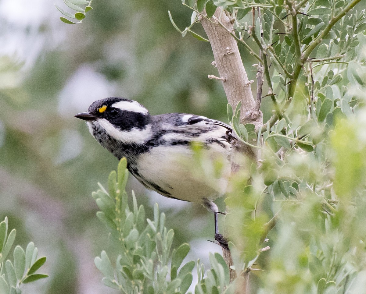 Black-throated Gray Warbler - ML178743651