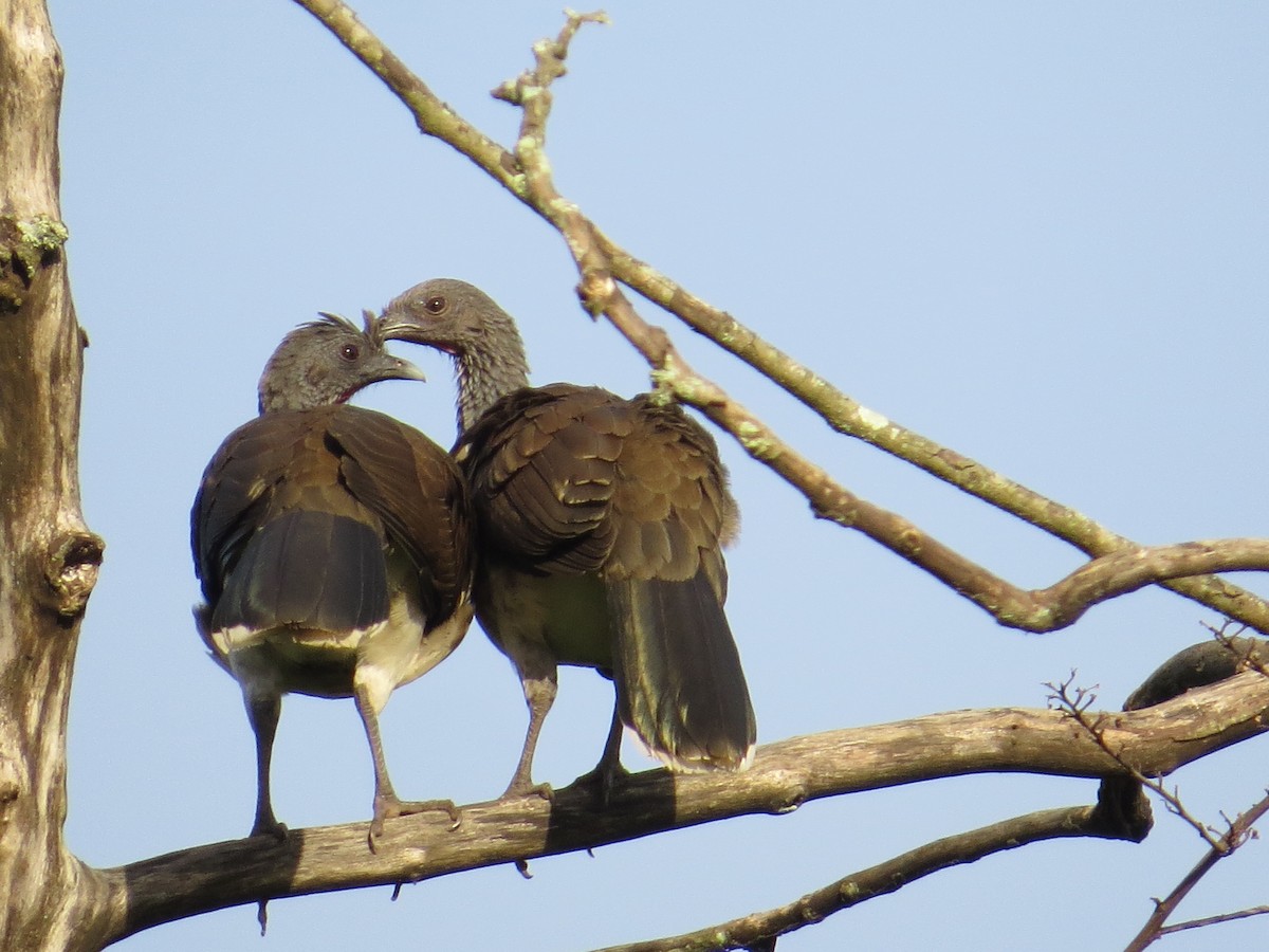 White-bellied Chachalaca - ML178744431