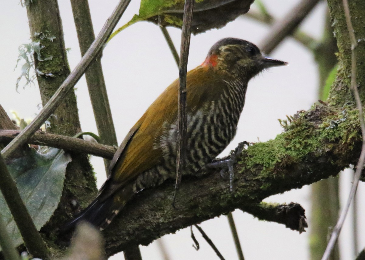 Bar-bellied Woodpecker - ML178744751