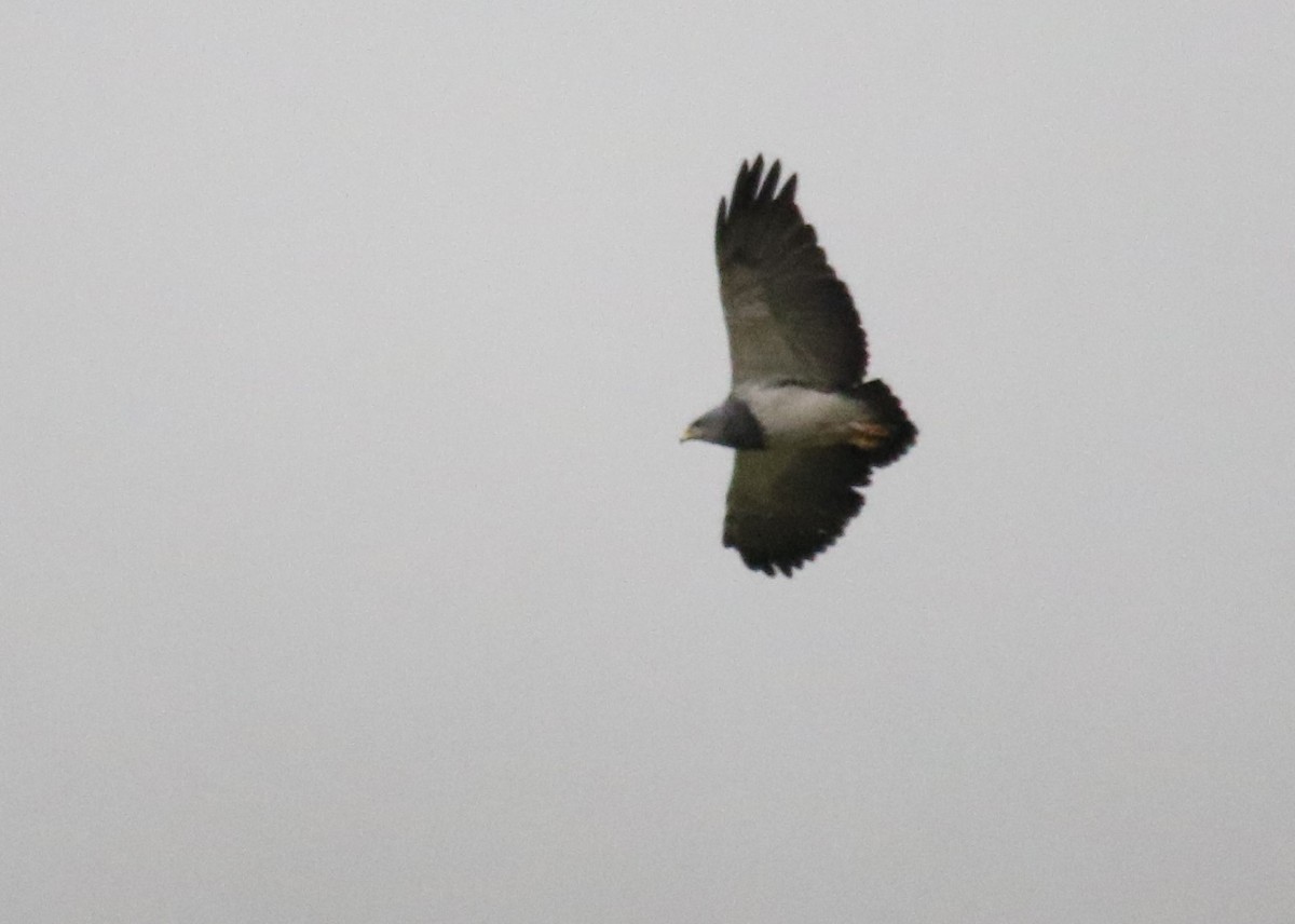 Black-chested Buzzard-Eagle - ML178744861