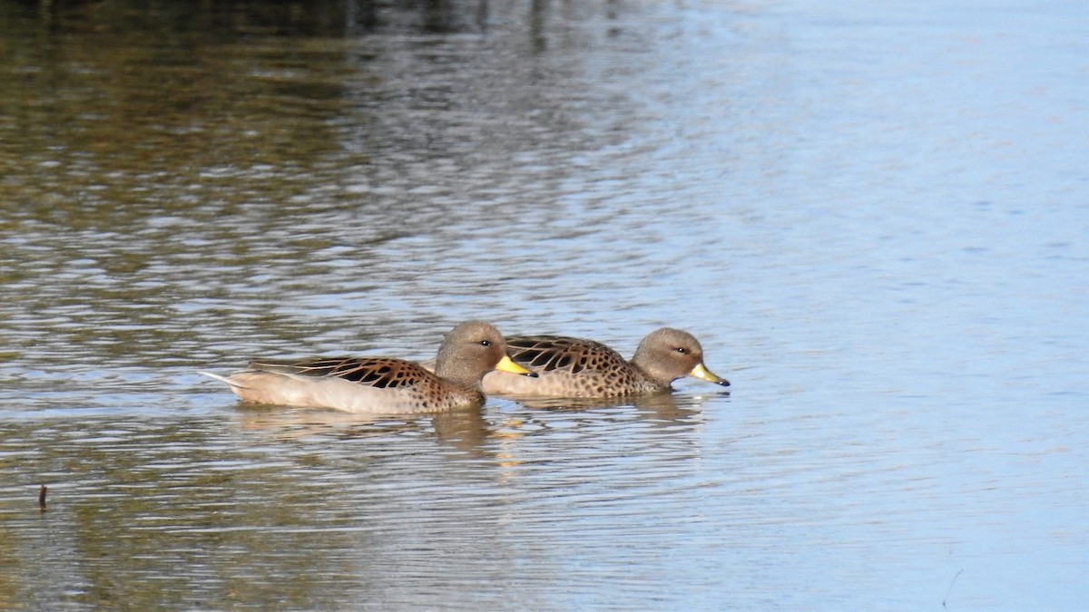 Yellow-billed Teal - ML178745701