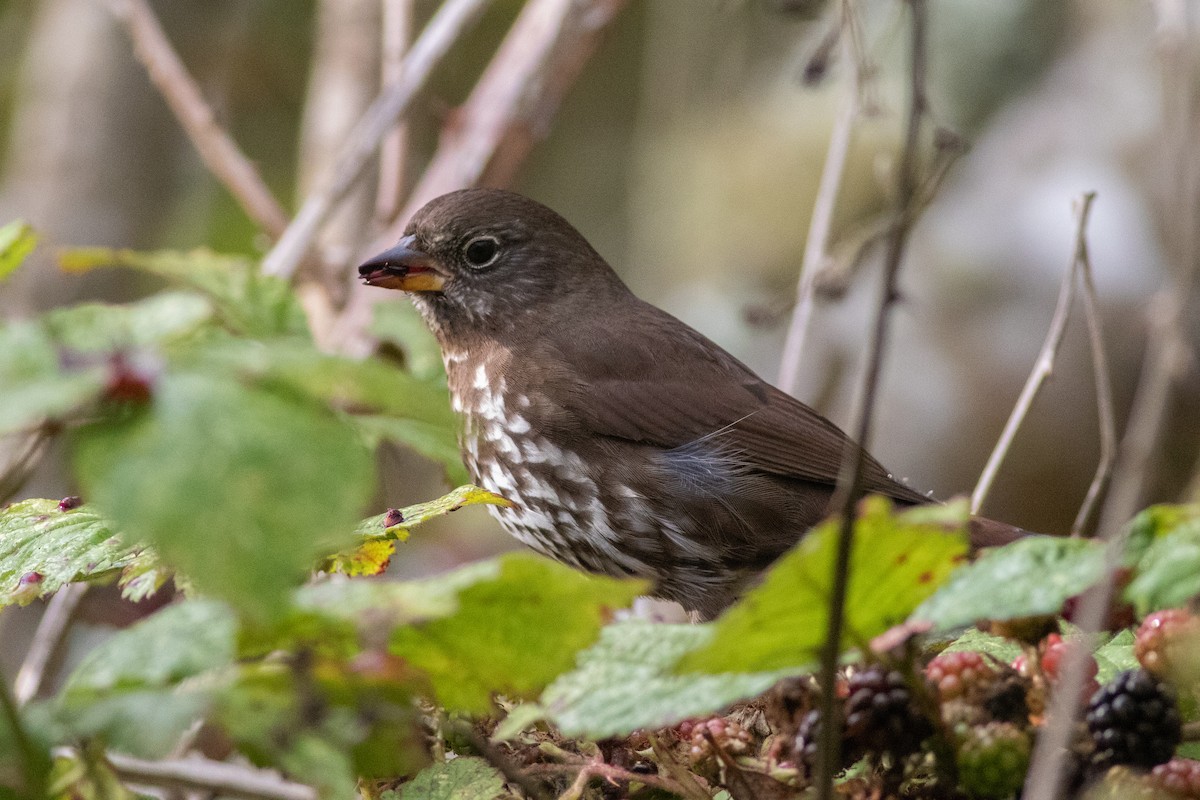 Fox Sparrow (Sooty) - ML178746761