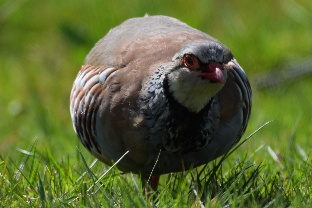 Red-legged Partridge - Blair Whyte