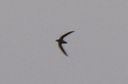 Chimney Swift - ML178748851