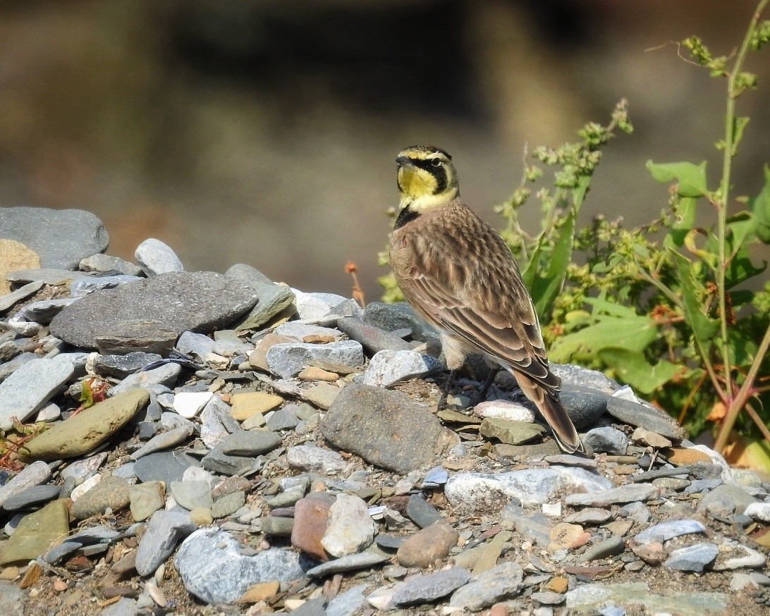 Horned Lark - ML178755291