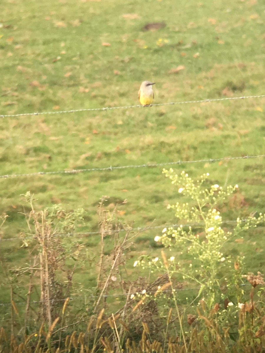 Western Kingbird - ML178755971