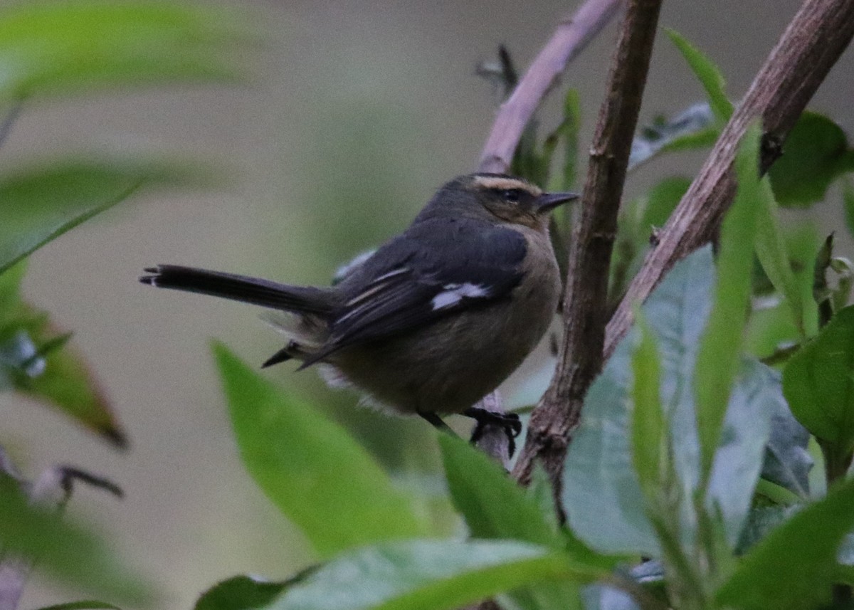 Cinereous Conebill - Louis Hoeniger