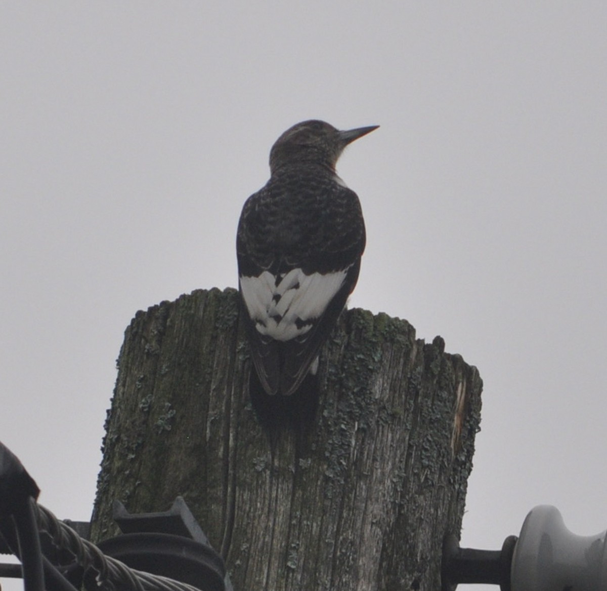 Red-headed Woodpecker - ML178757451