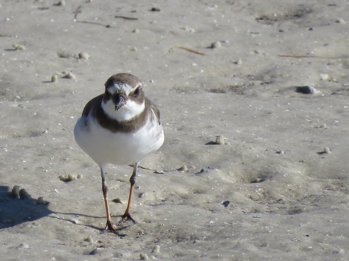 Semipalmated Plover - Christine Rowland