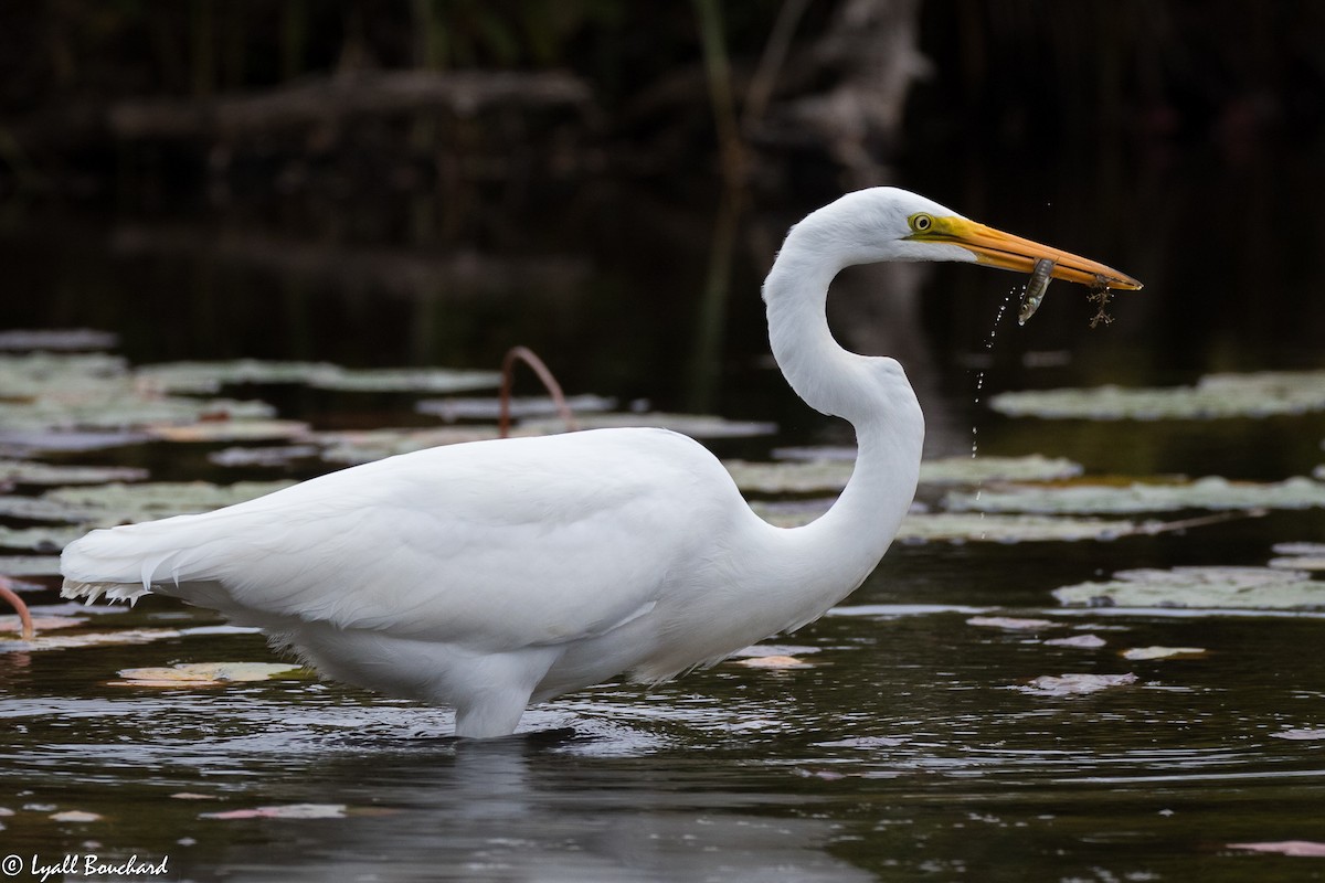 Great Egret - Lyall Bouchard