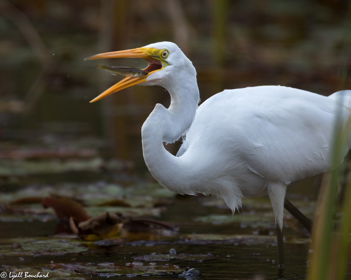 Great Egret - Lyall Bouchard