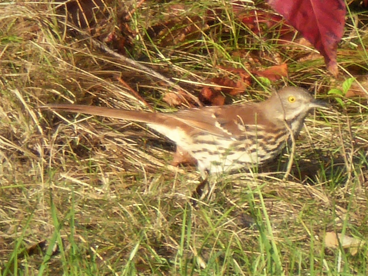 Brown Thrasher - ML178762121