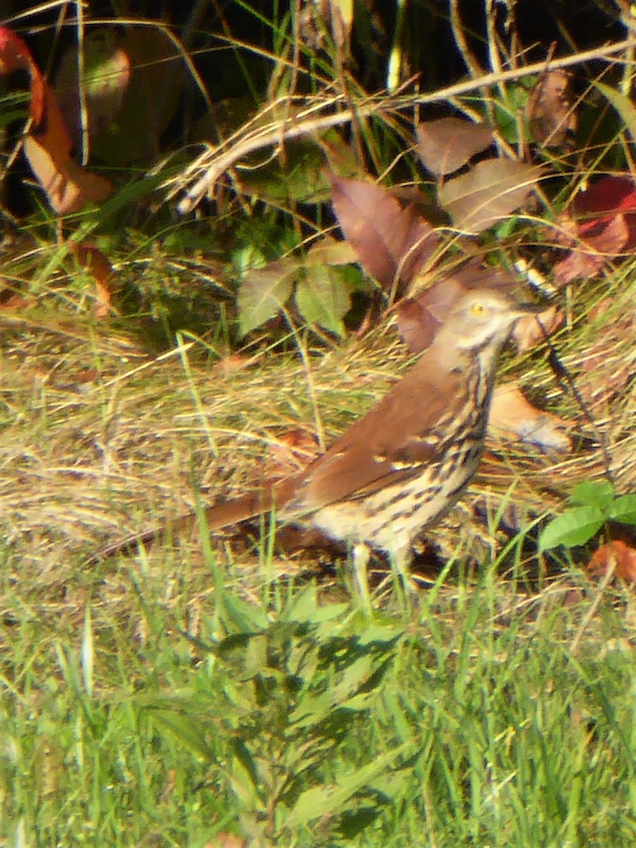 Brown Thrasher - ML178762131