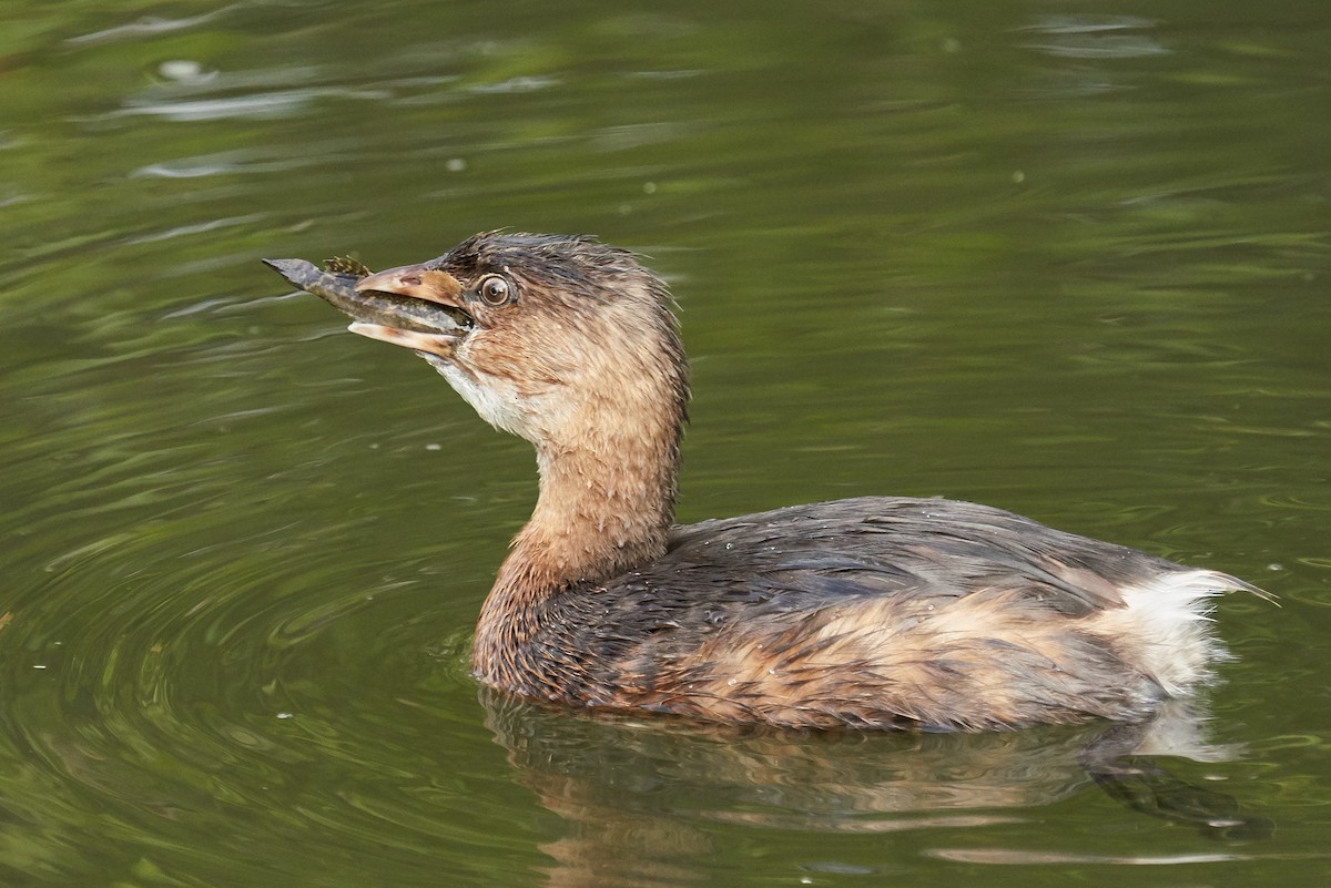 Pied-billed Grebe - ML178762241