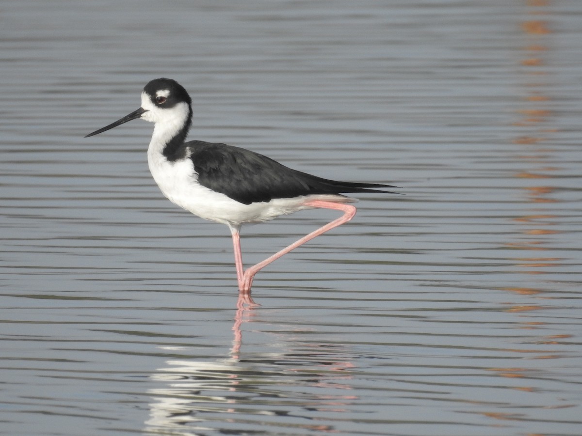 Black-necked Stilt - ML178762281