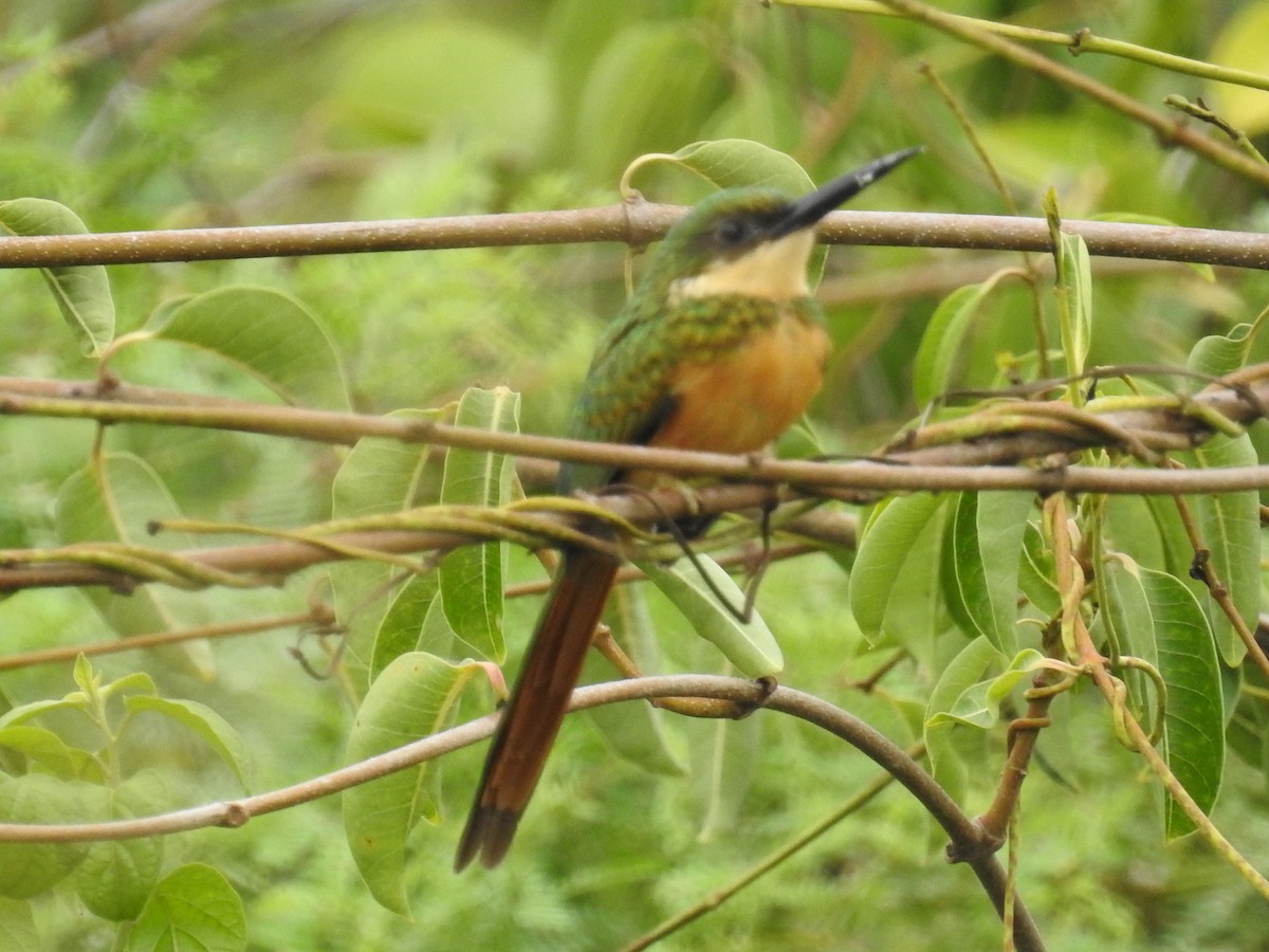 Rufous-tailed Jacamar - ML178762371