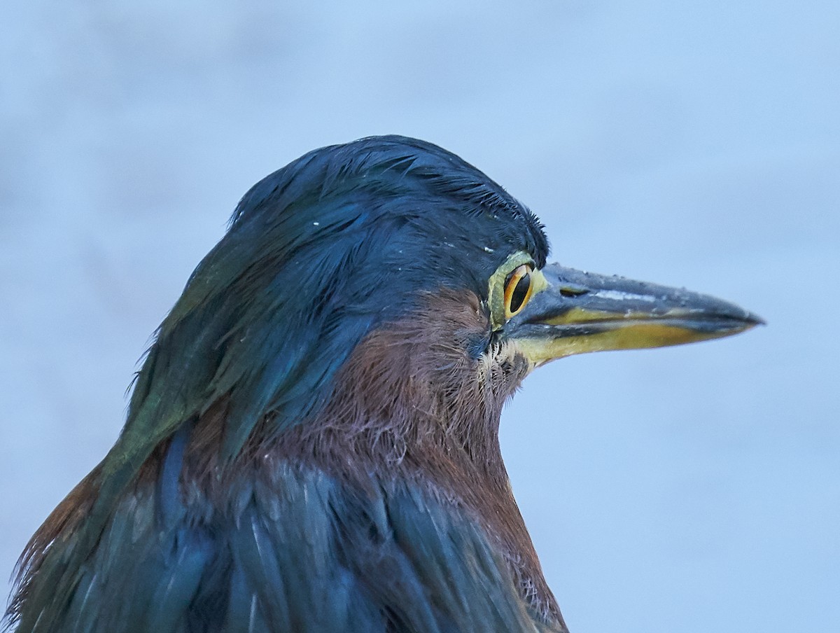 Green Heron - Brooke Miller