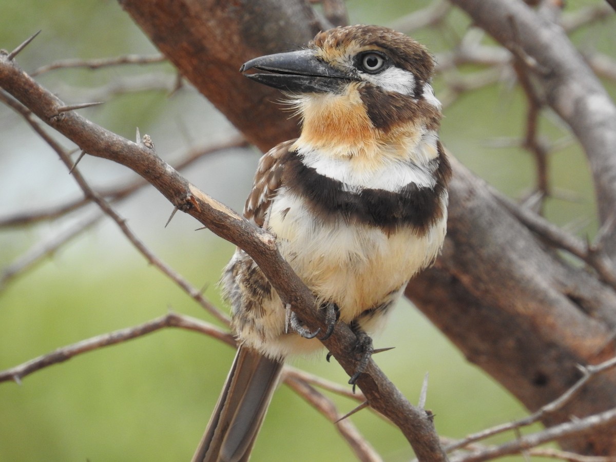 Russet-throated Puffbird - ML178762511