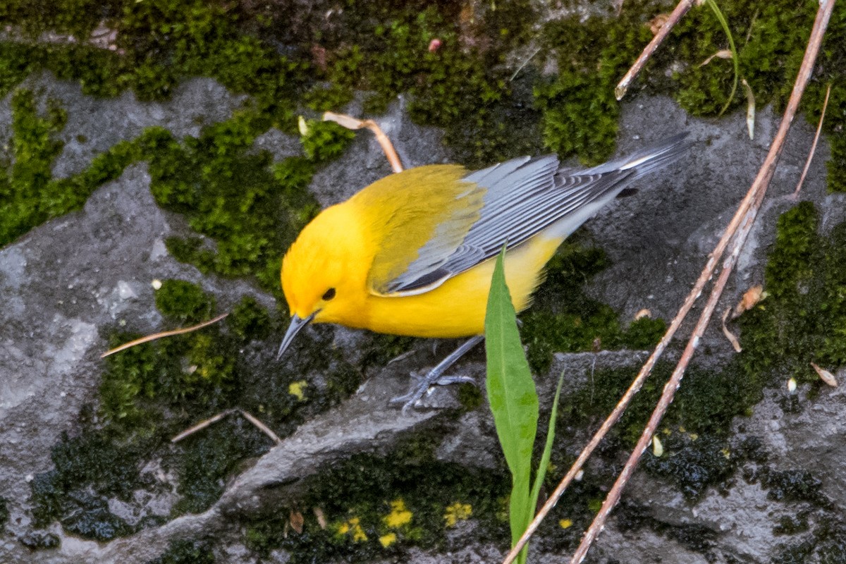 Prothonotary Warbler - Sue Barth
