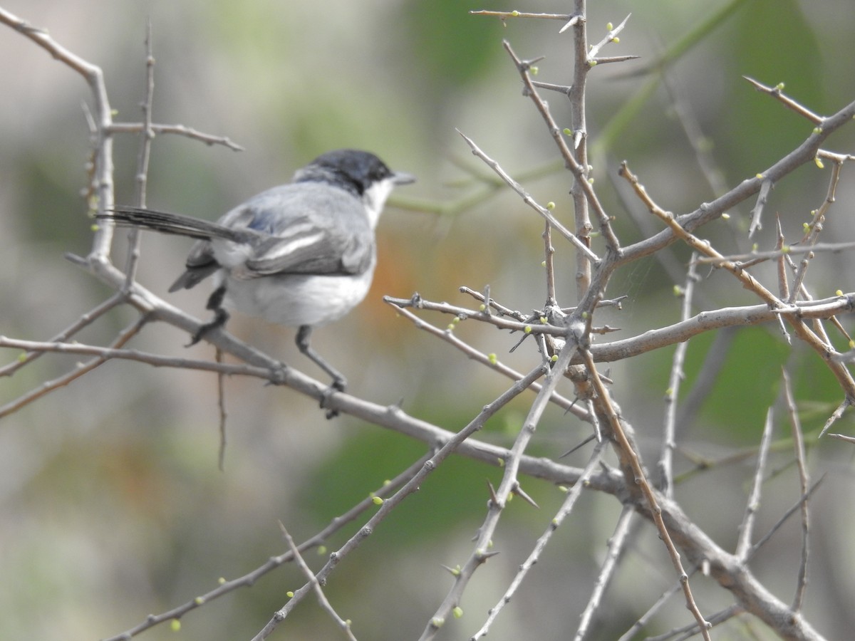 Gobemoucheron tropical - ML178763061