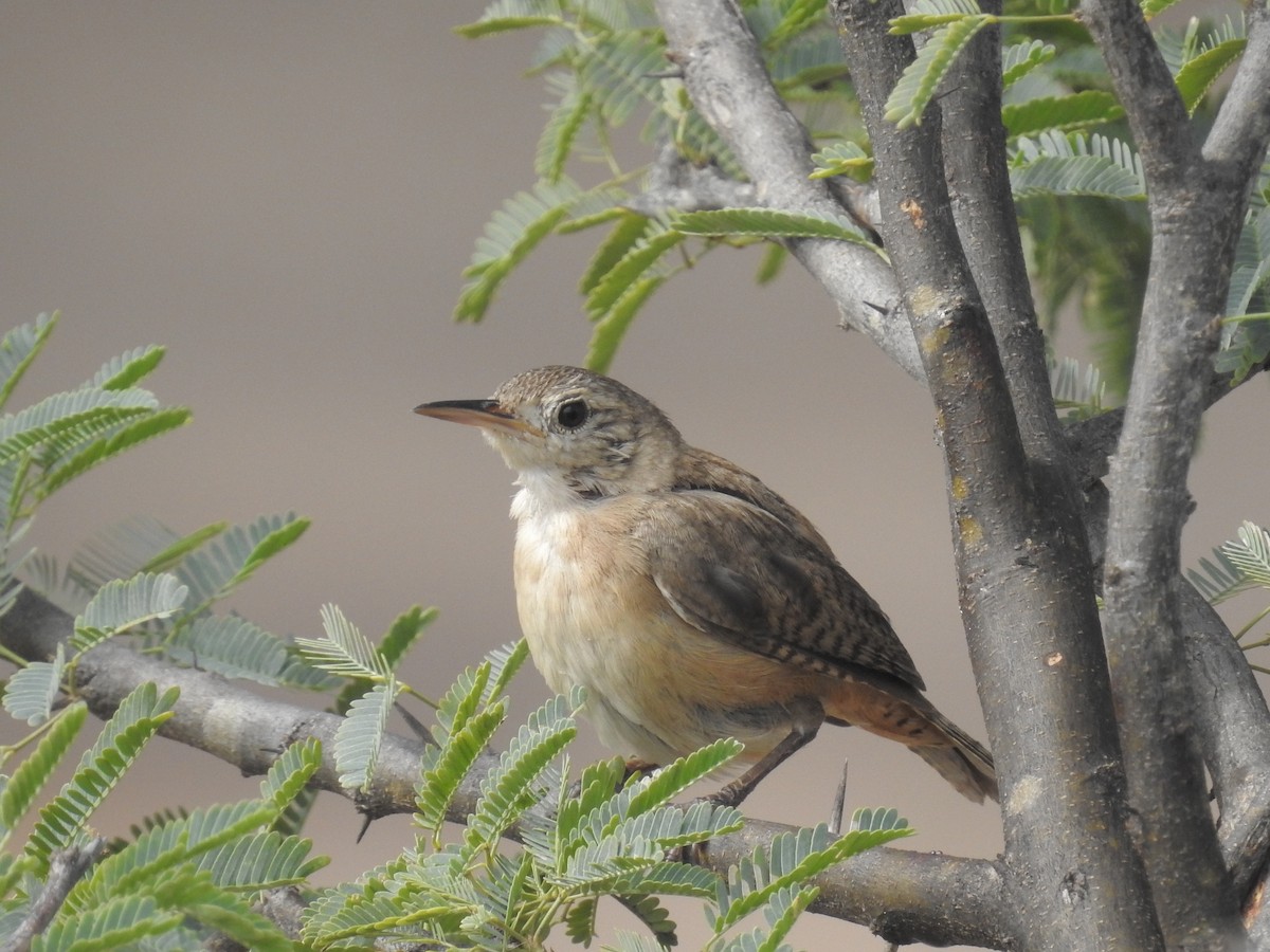 House Wren - ML178763181