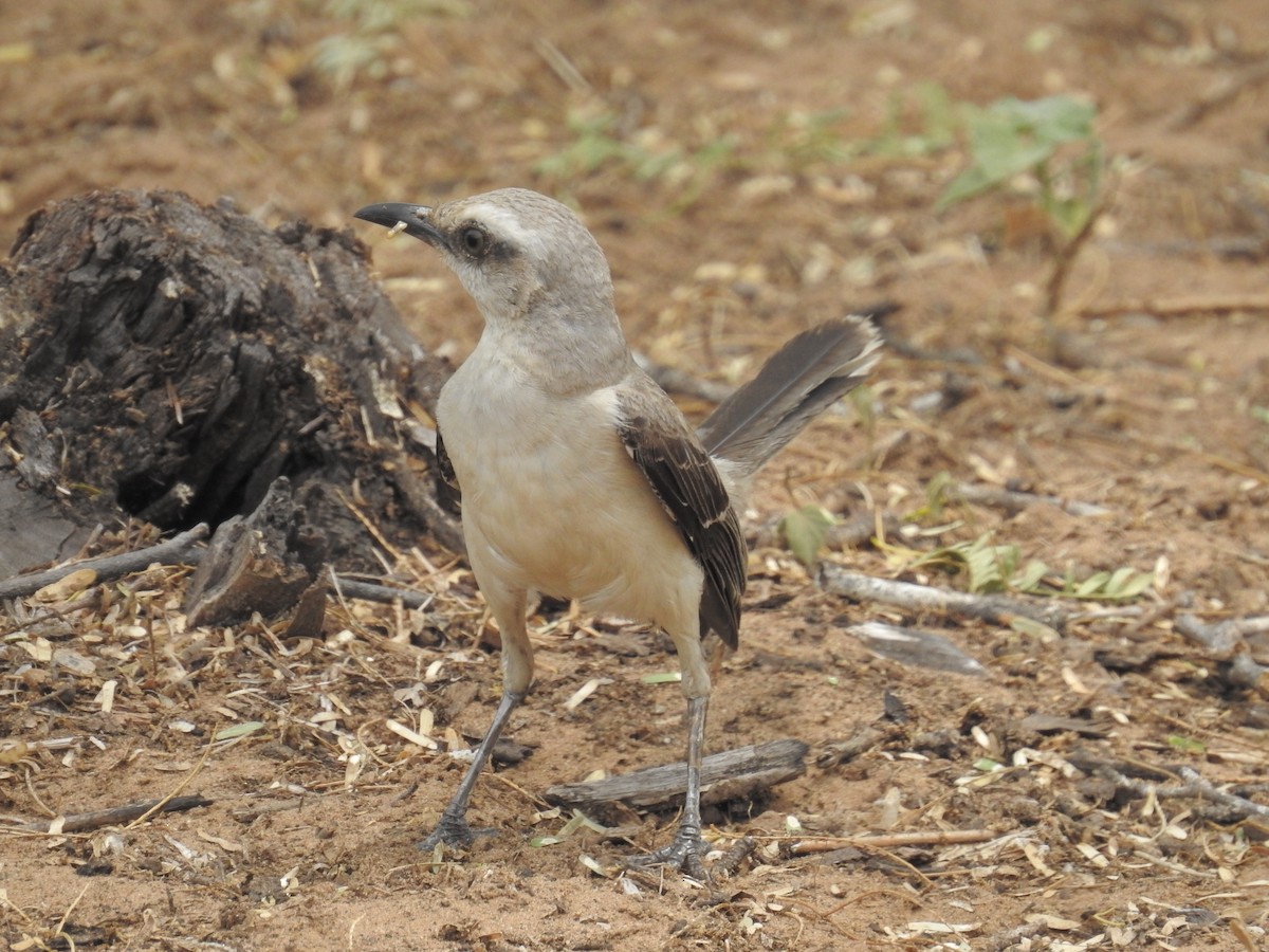 Tropical Mockingbird - ML178763291