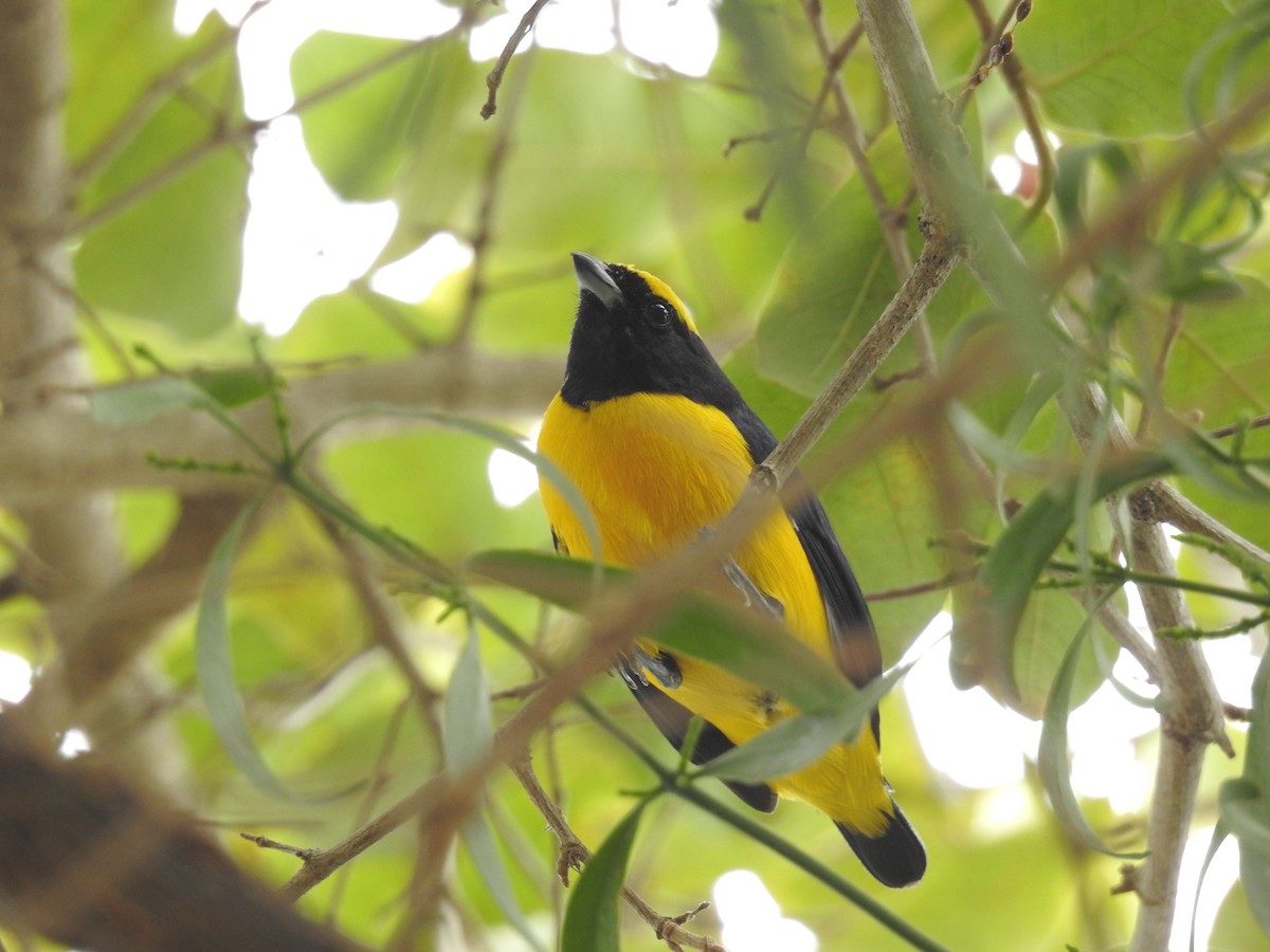 Trinidad Euphonia - Eduardo Rafael  Lázaro Arroyo