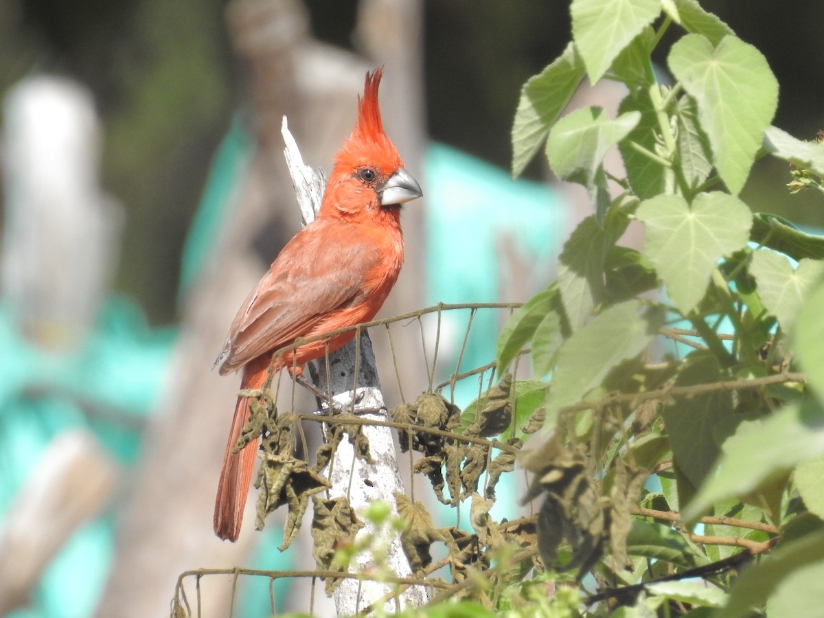 Cardinal vermillon - ML178763541