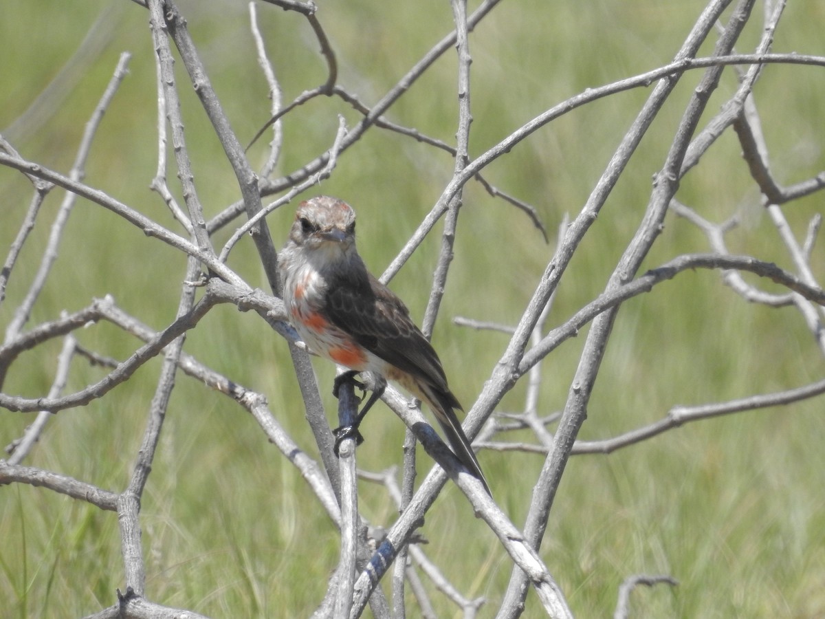 Vermilion Flycatcher - ML178763931