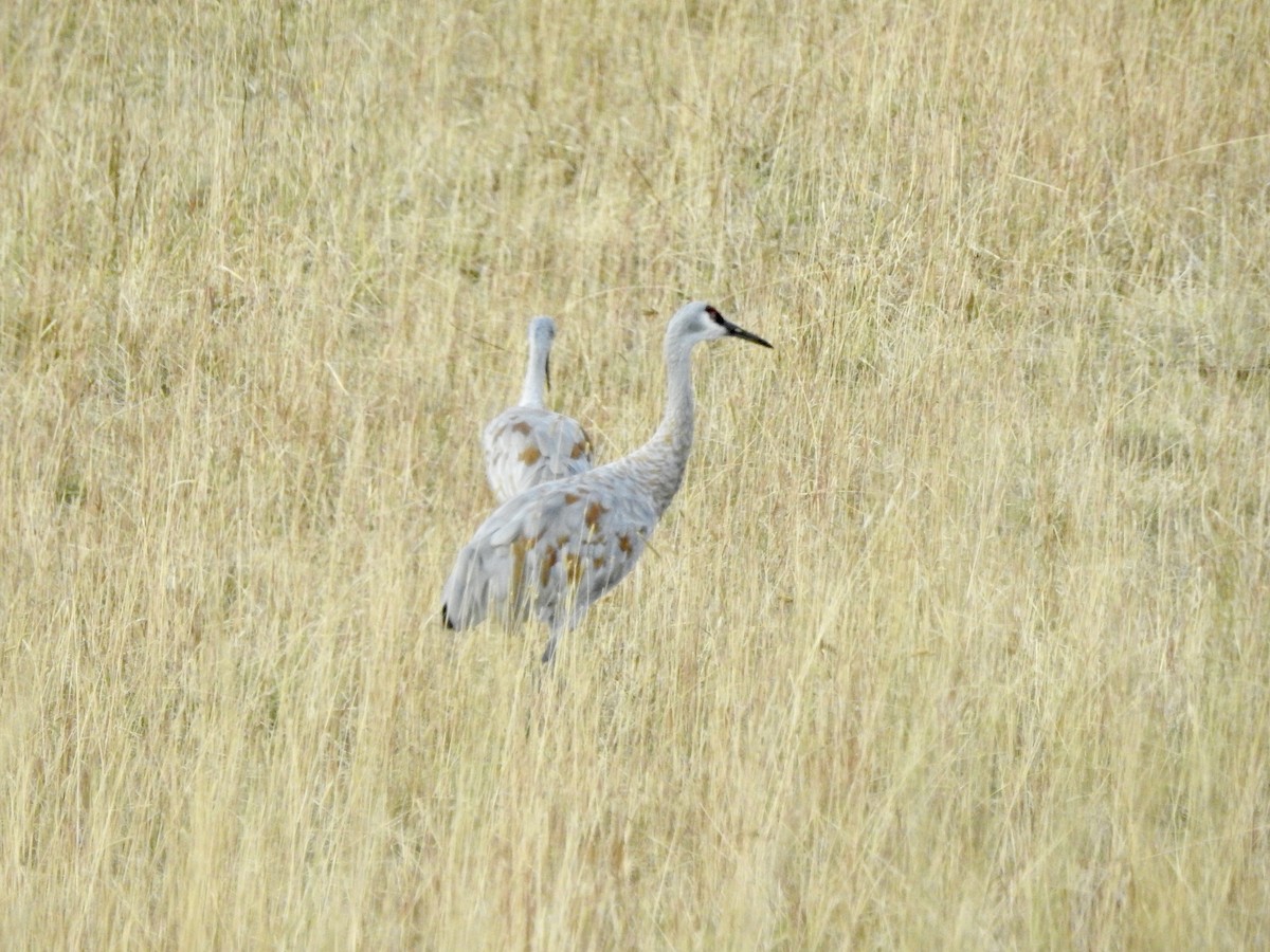 Grulla Canadiense - ML178764781