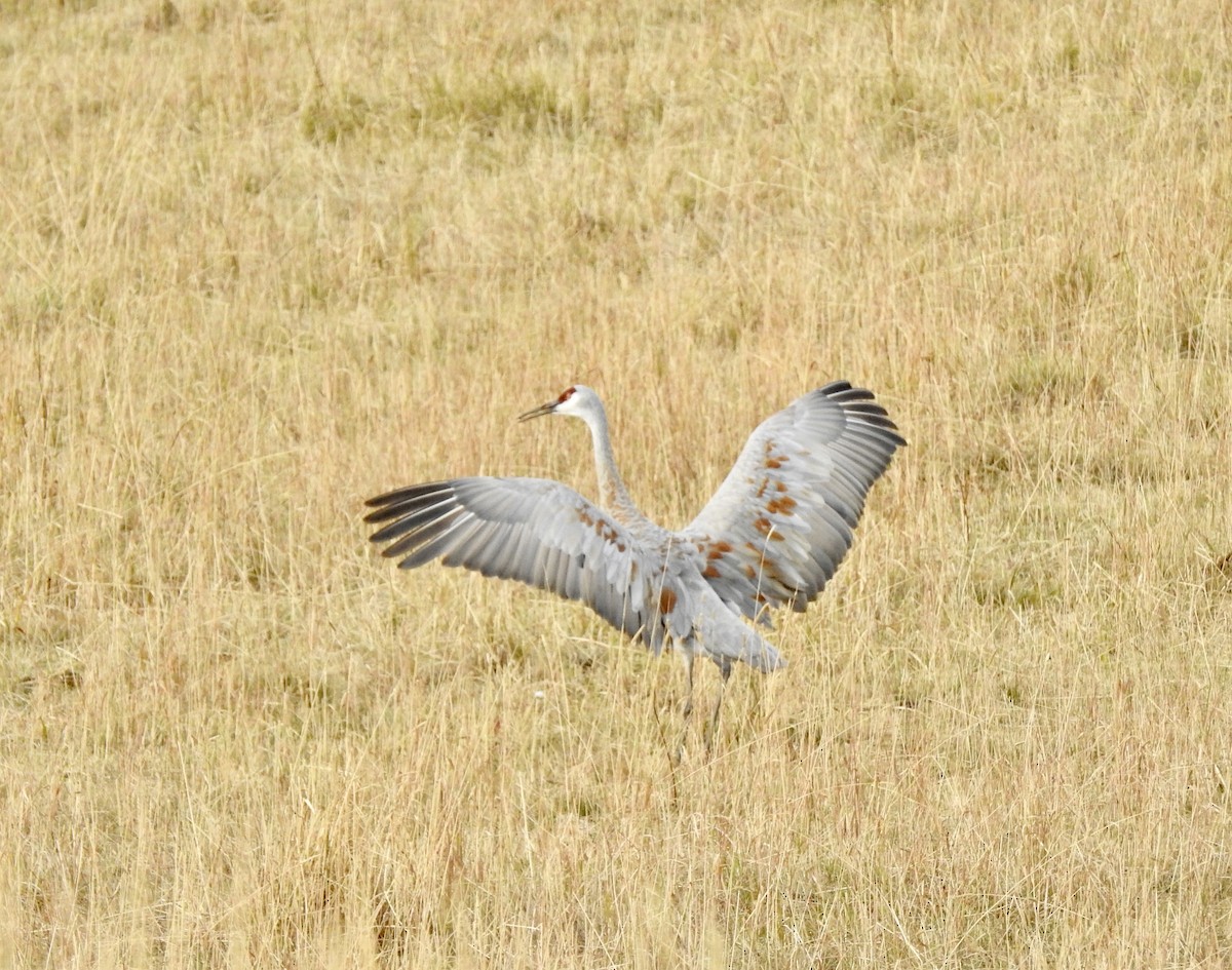 Grulla Canadiense - ML178764831