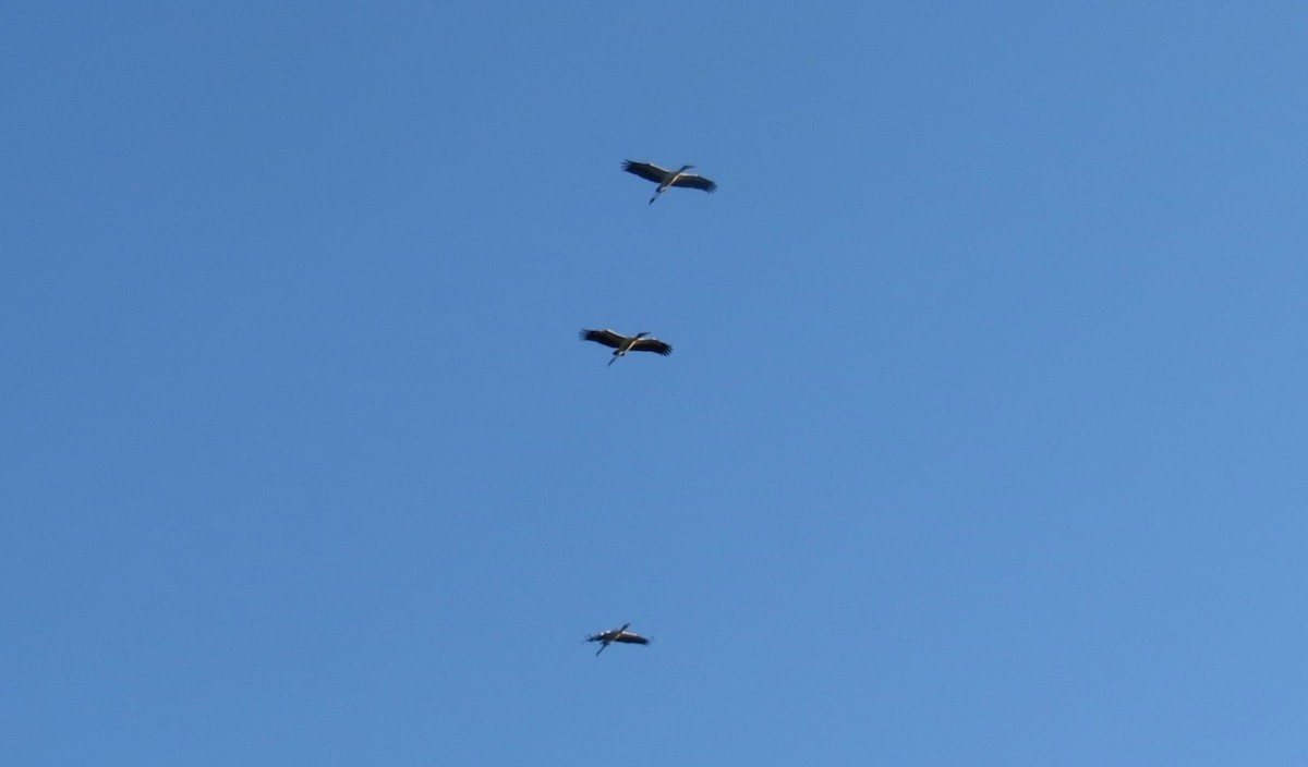 Wood Stork - ML178764971